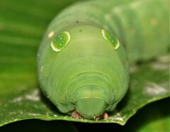 Hippotion celerio