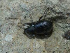 Otiorhynchus meridionalis