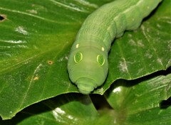 Hippotion celerio
