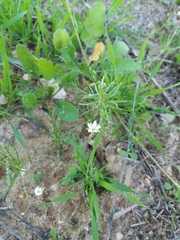 Spergula arvensis
