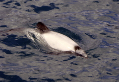 Cephalorhynchus hectori