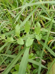 Convolvulus arvensis