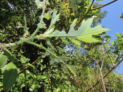 Berkheya bipinnatifida
