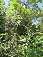 Berkheya bipinnatifida