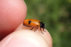 Clytra quadripunctata