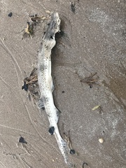 Scyliorhinus canicula