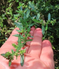 Achyropsis avicularis