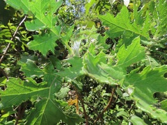 Berkheya bipinnatifida