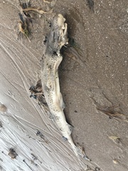 Scyliorhinus canicula