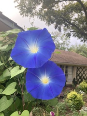 Ipomoea tricolor