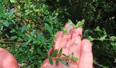 Achyropsis avicularis