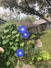 Ipomoea tricolor