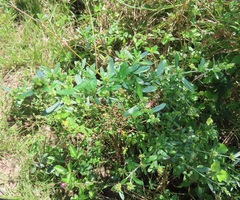 Achyropsis avicularis