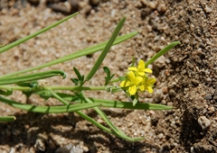 Tropidocarpum gracile