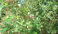 Achyropsis avicularis