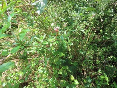 Achyropsis avicularis