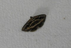 Spirama retorta