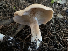 Agaricales