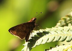 Psoralis stacara