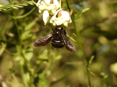 Xylocopa augusti