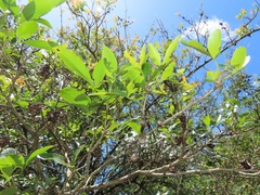 Searsia pyroides