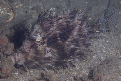 Chaetodermis penicilligerus