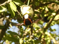 Xylocopa augusti