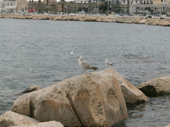 Larus michahellis