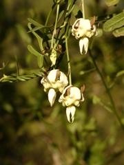 Araujia angustifolia