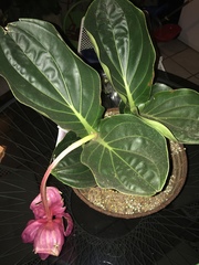 Medinilla magnifica