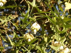 Araujia angustifolia
