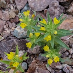 Mohavea breviflora