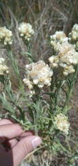 Pseudognaphalium