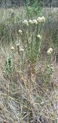 Pseudognaphalium
