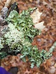 Tuckermanopsis ciliaris