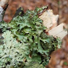 Tuckermanopsis ciliaris