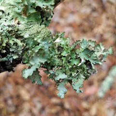 Tuckermanopsis ciliaris