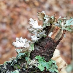 Tuckermanopsis ciliaris