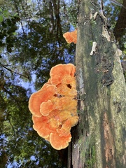 Laetiporus sulphureus