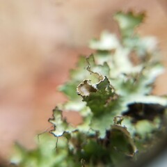 Tuckermanopsis ciliaris