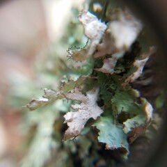 Tuckermanopsis ciliaris