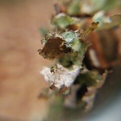 Tuckermanopsis ciliaris