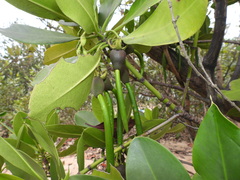 Avicennia germinans