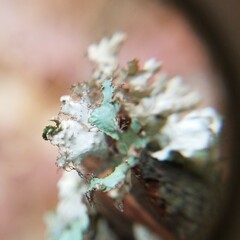 Tuckermanopsis ciliaris