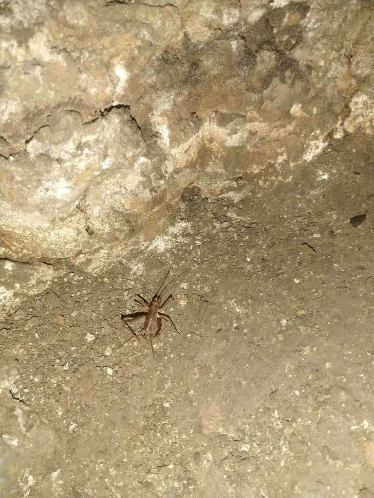 Endecous betariensis
