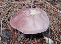 Tylopilus rubrobrunneus