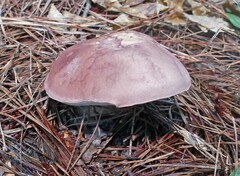 Tylopilus rubrobrunneus