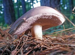 Tylopilus rubrobrunneus