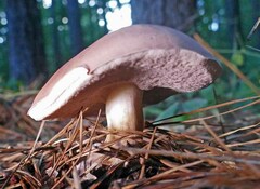 Tylopilus rubrobrunneus