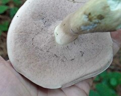 Tylopilus rubrobrunneus